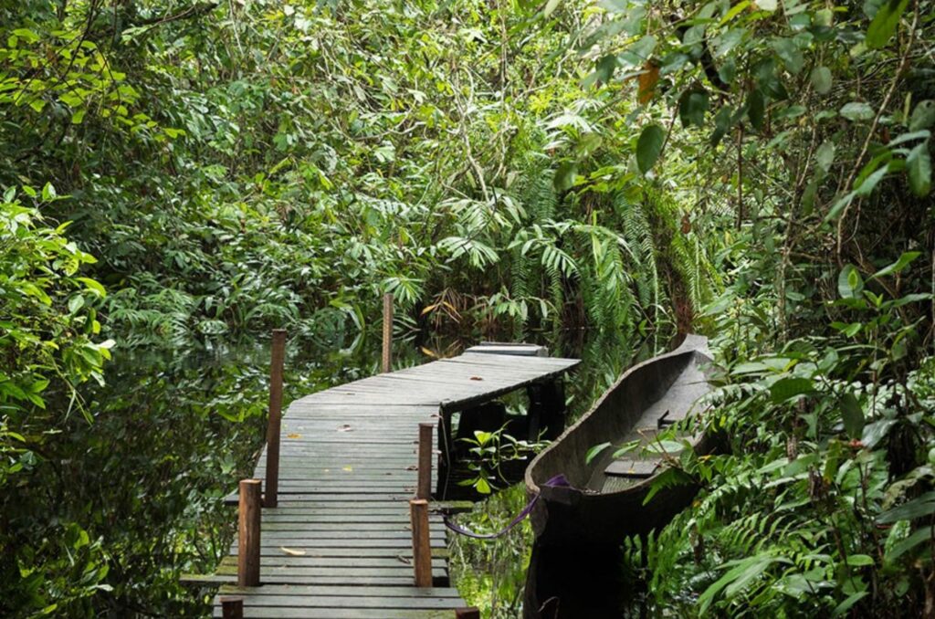 Forêt septentrionale, Ollombo