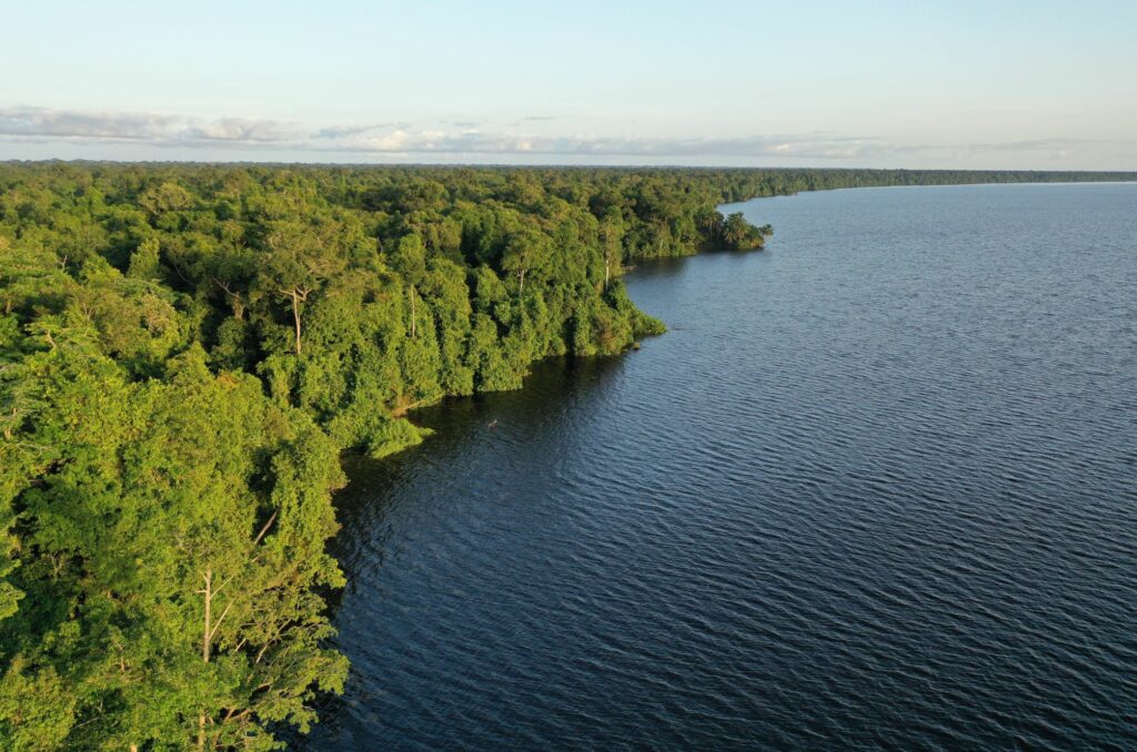 Impfondo forêt