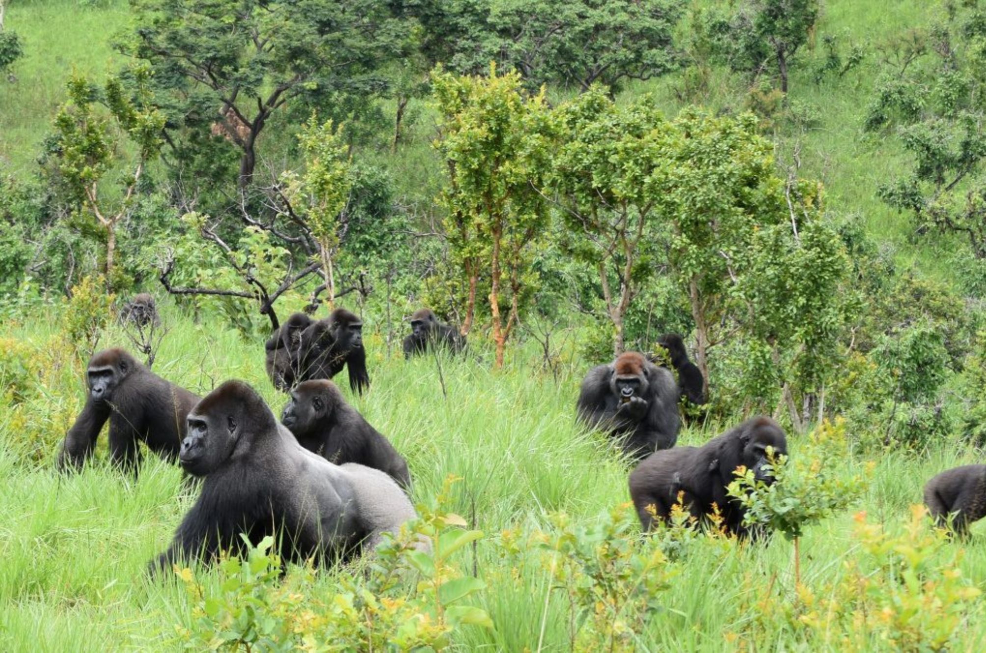 Réserve Naturelle des Gorilles de Lésio-Louna près de Brazzaville